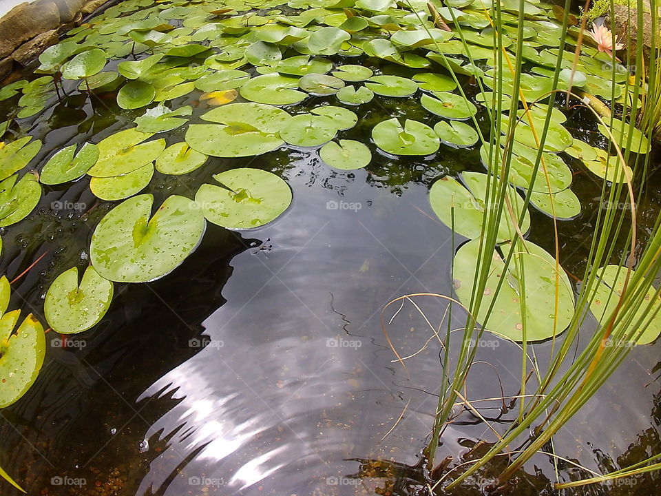 lily pads