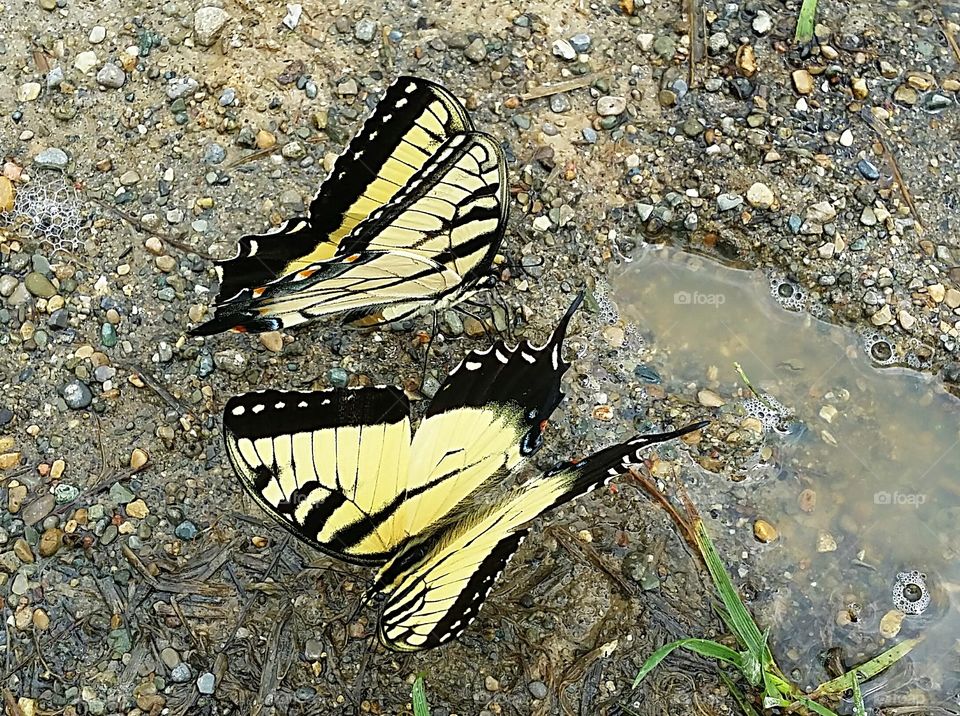 yellow black blue swallowtail butterfly
