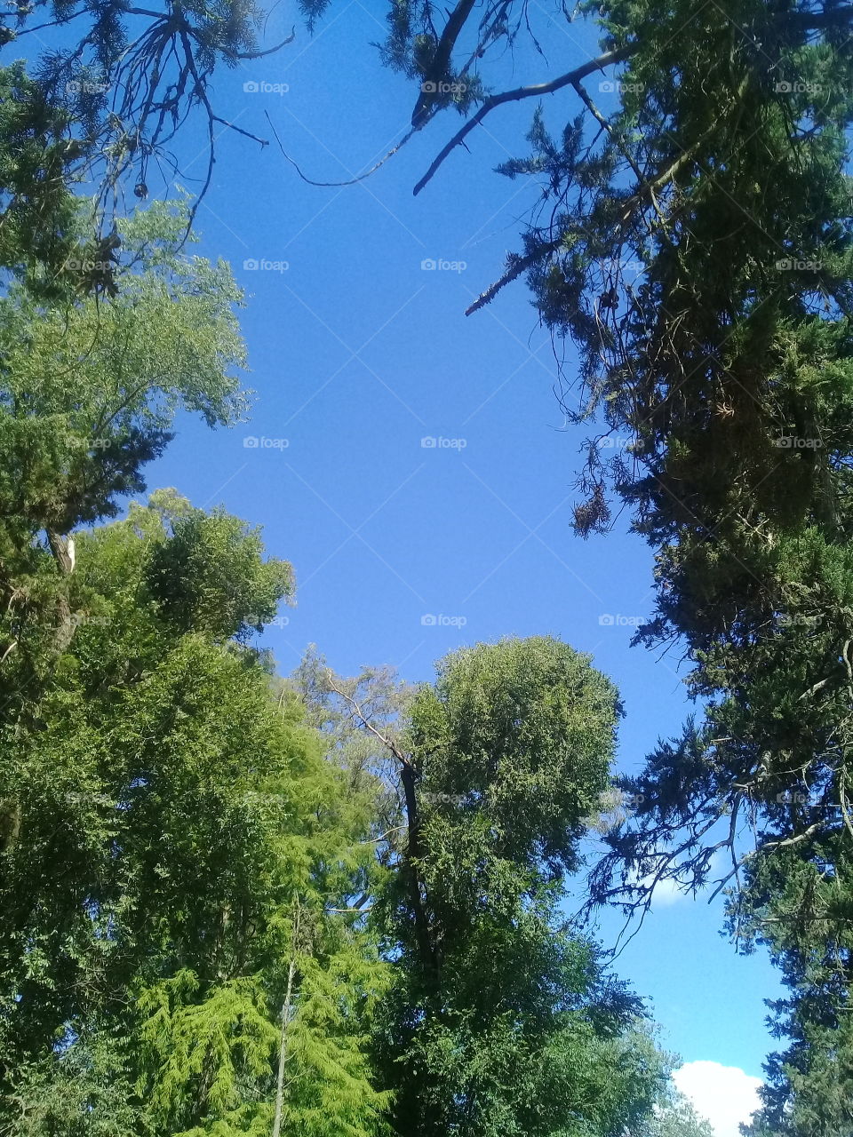 cielo azul de verano asomando entre las copas de árboles con una pequeña nube avanzando hacia el centro