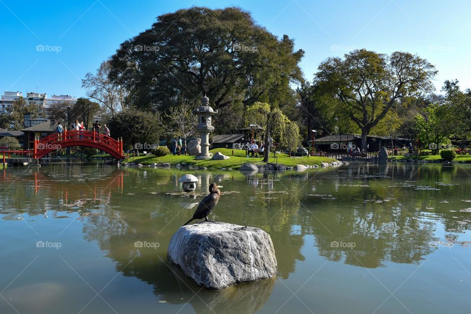 Bird in Garden japon Buenos Aires Argentina