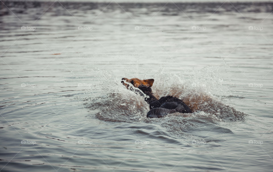 German shepherd dog swims in river