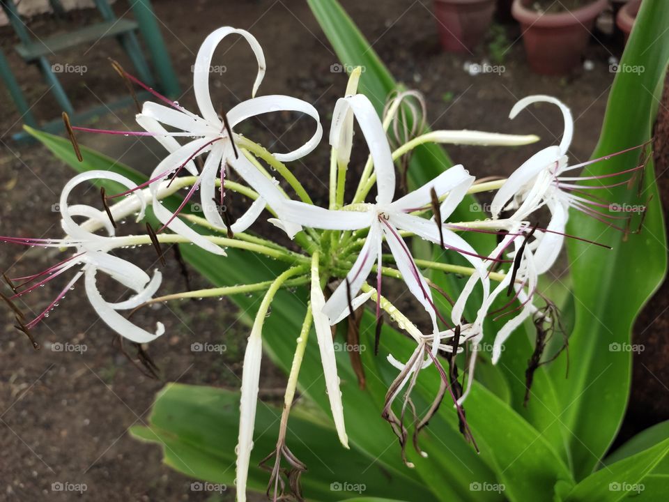 Crinum asiaticum 
Grooming Flowers 🌼🌼
Ocean drops 💦💦
🍀🍀🍀🍀🍀