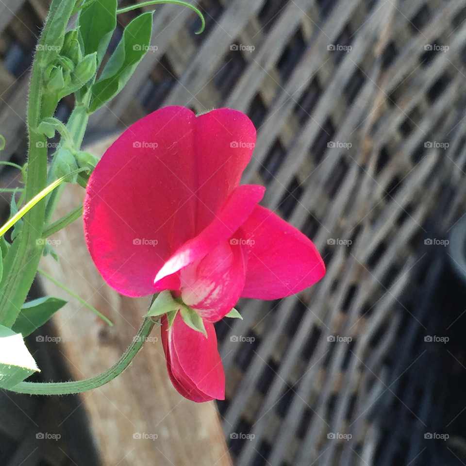 "Queen Alexandra" sweet pea