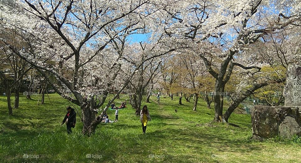 Japan Sakura In April