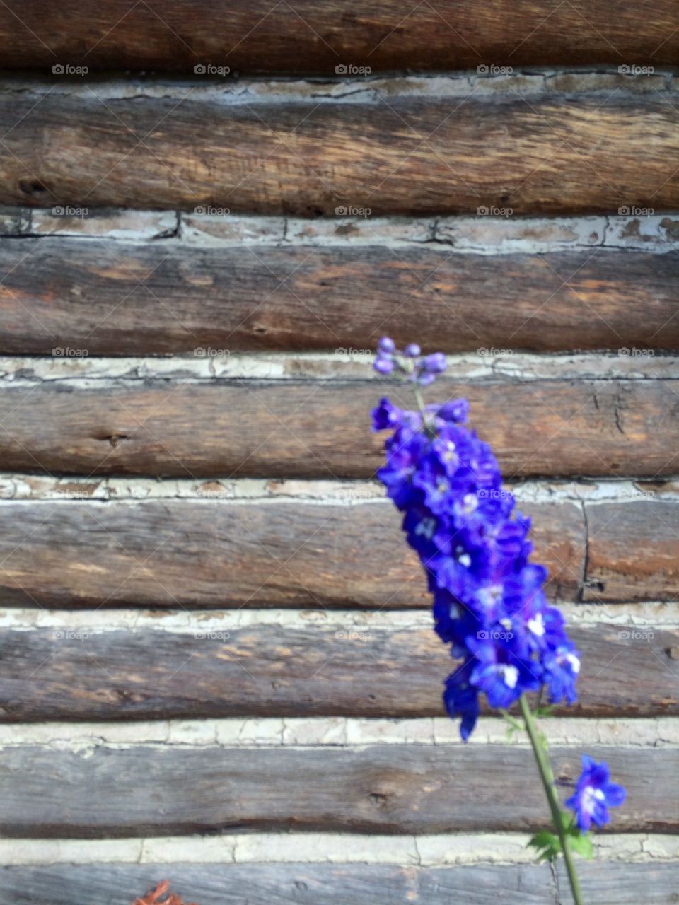 A flower blooming next to a log cabin 