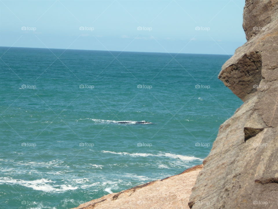 baleia  perto do costão