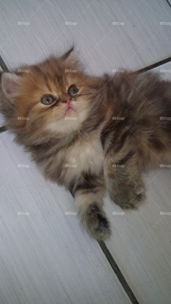 persian cat