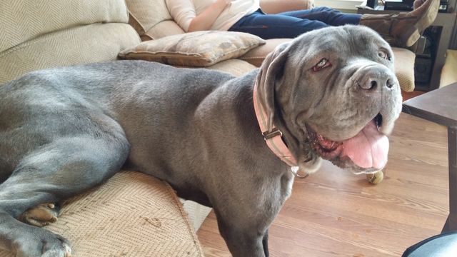 to sit or not to sit on the couch