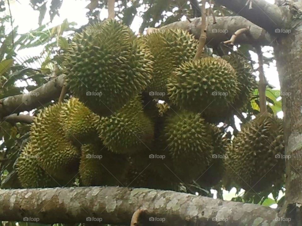 Durian fruit