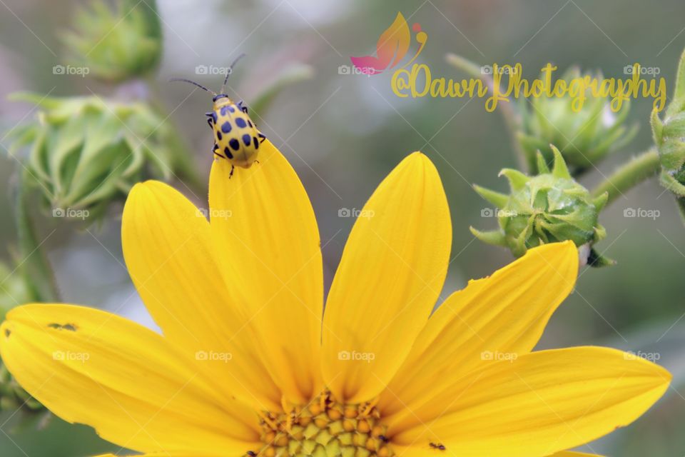 Just a bug on a flower