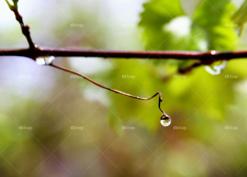 waterdrop waiting to drop from twig after the rain.