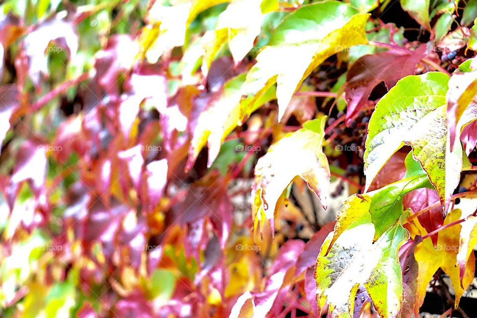 Colourful Leafs