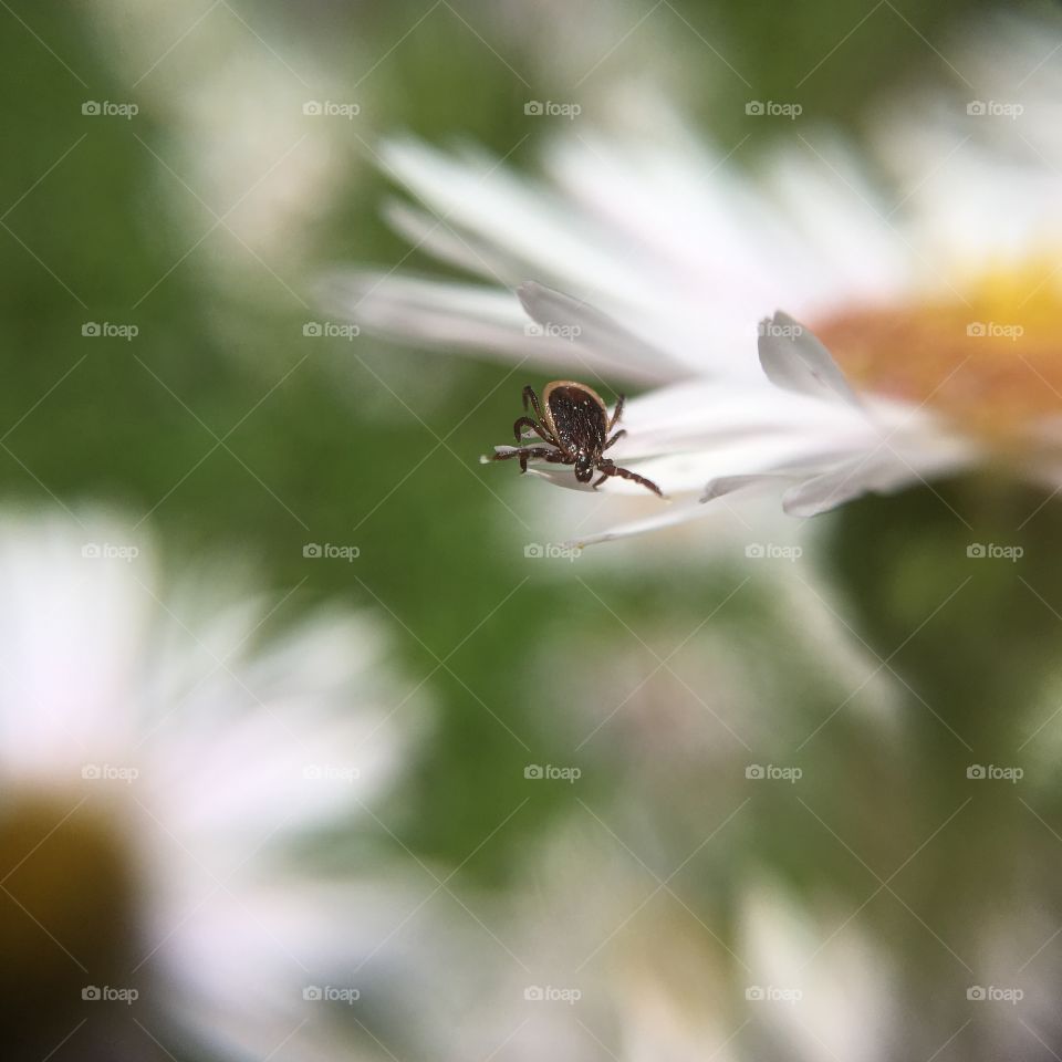 Deer tick on flower 