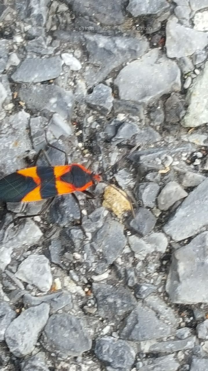 bug on parking lot