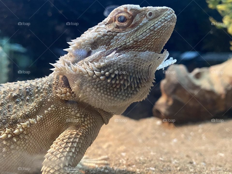 A close close up of a lizard 