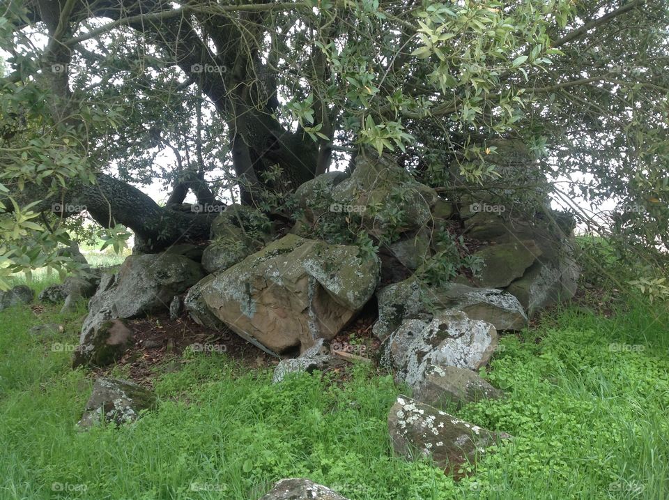 Tree Rocks