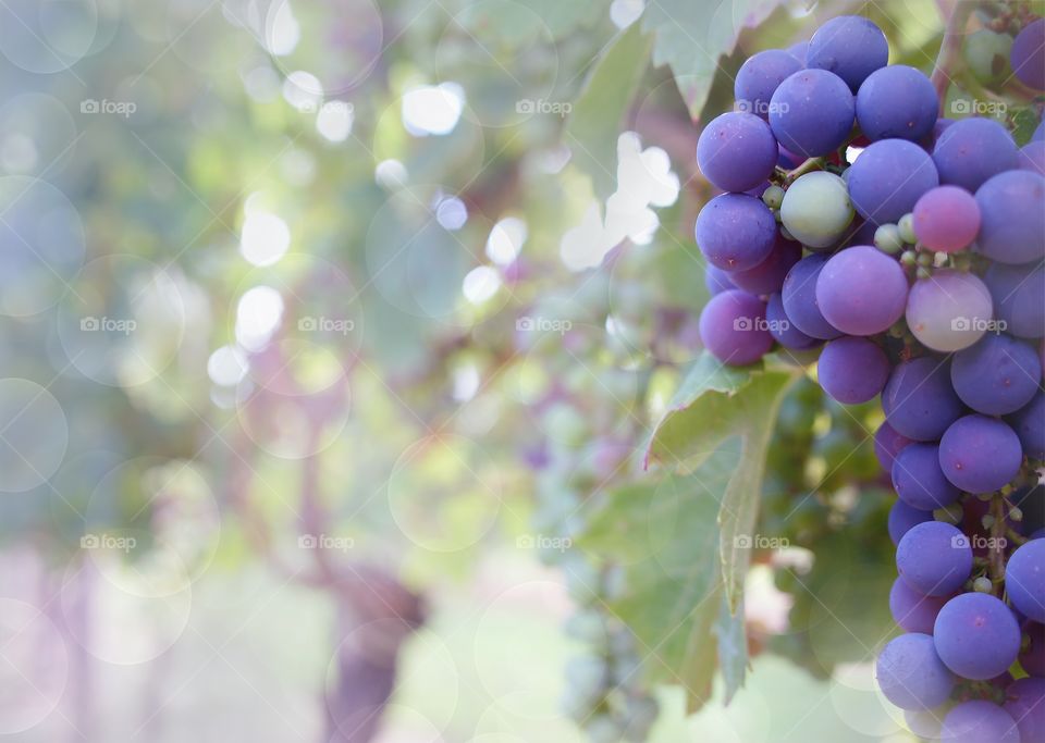 Healthy Grapes for the heart