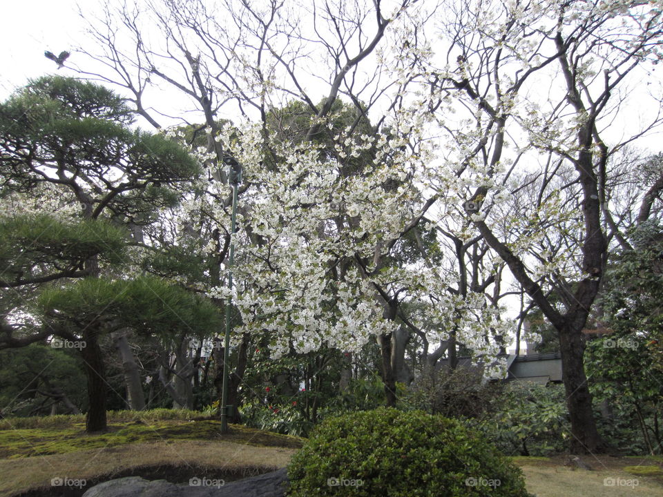 Asakusa, Tokyo, Japan. Garden with Plum Blossom Trees in Sensoji Temple Grounds, Kannon