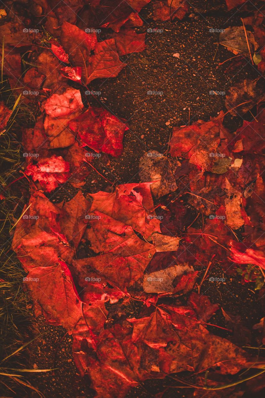 Leaves on ground during sunset 