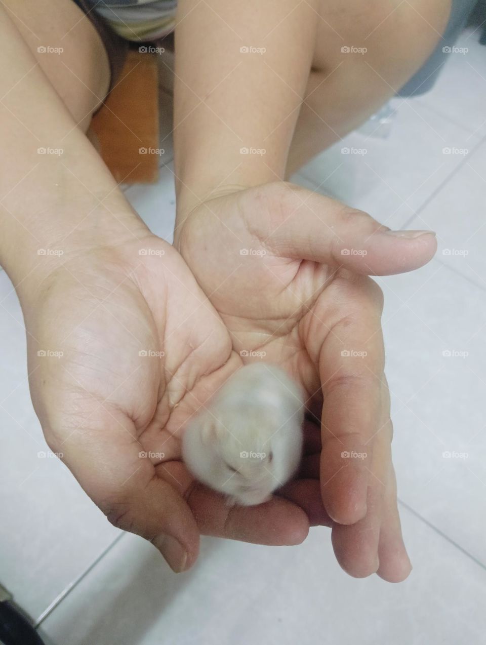 Hamster