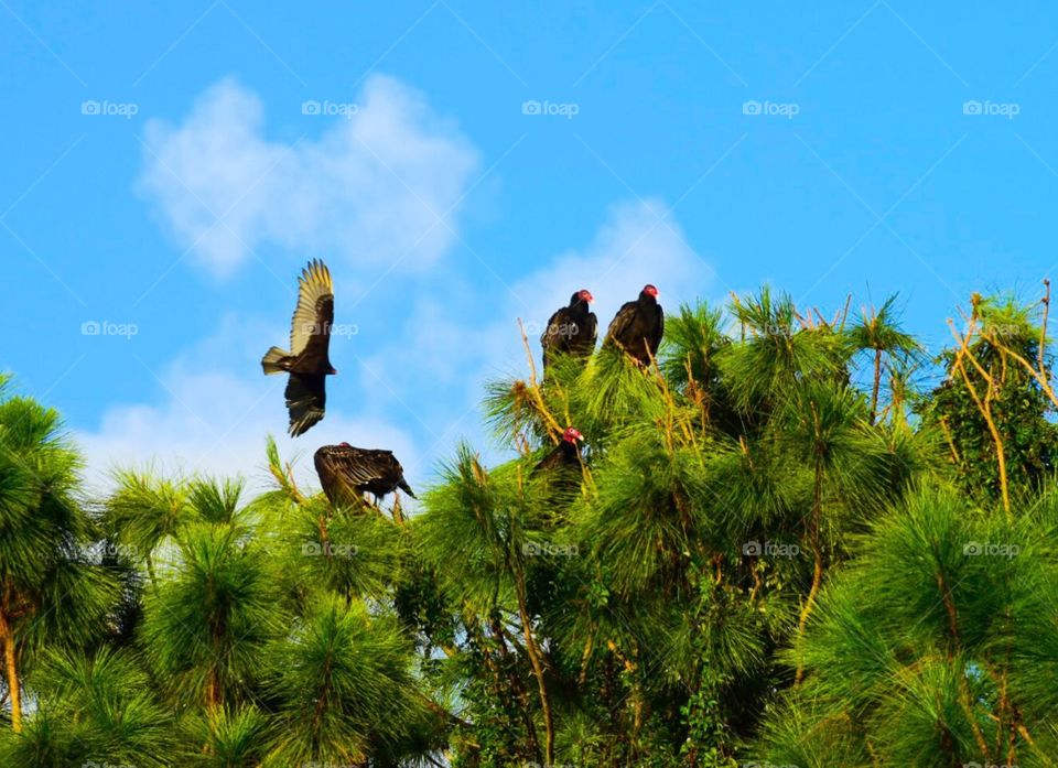 Turkey Vultures perched on the tree tops 