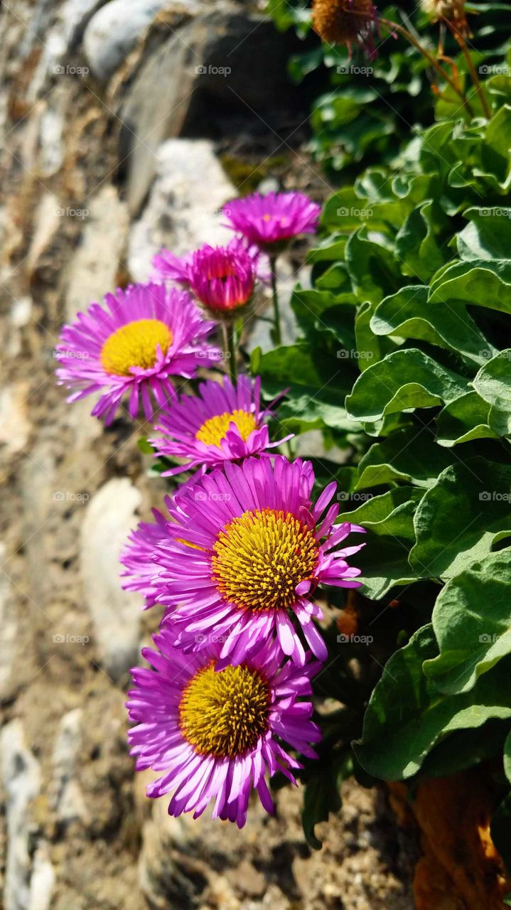 Pink flowers growing from a wall