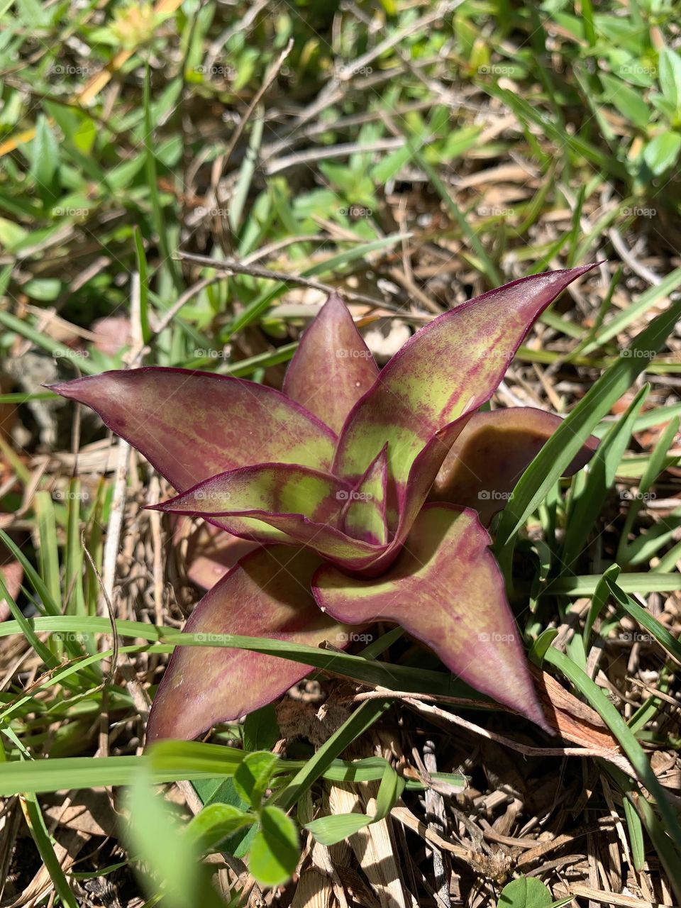 Unexpected New Born Plant Growth 