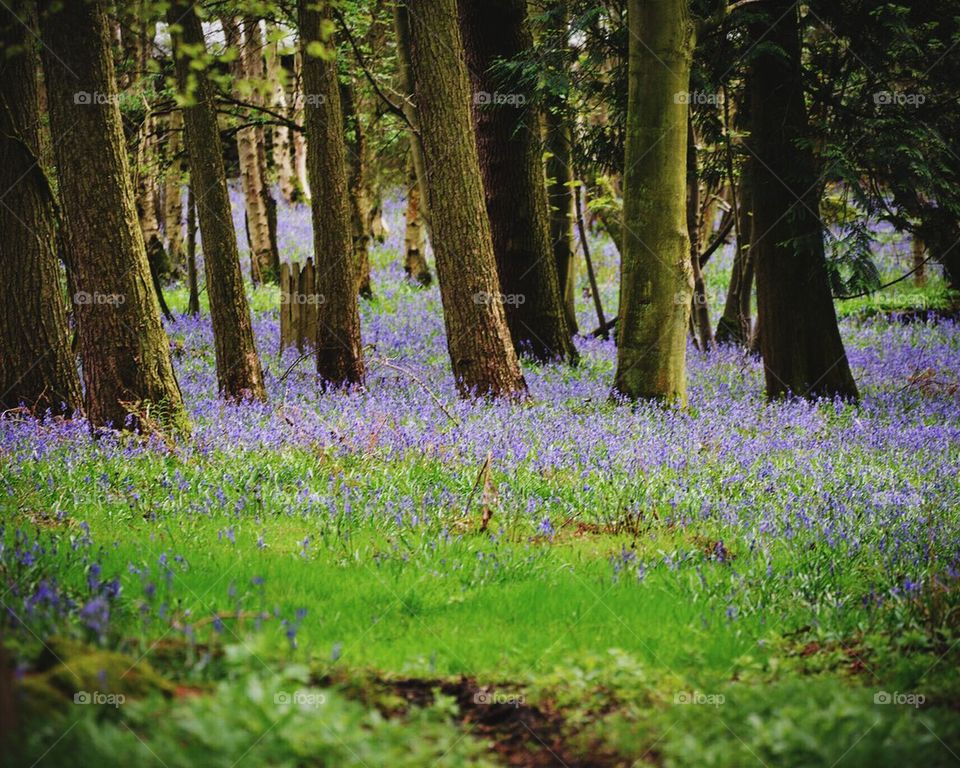 Blue bells in North Yorkshire