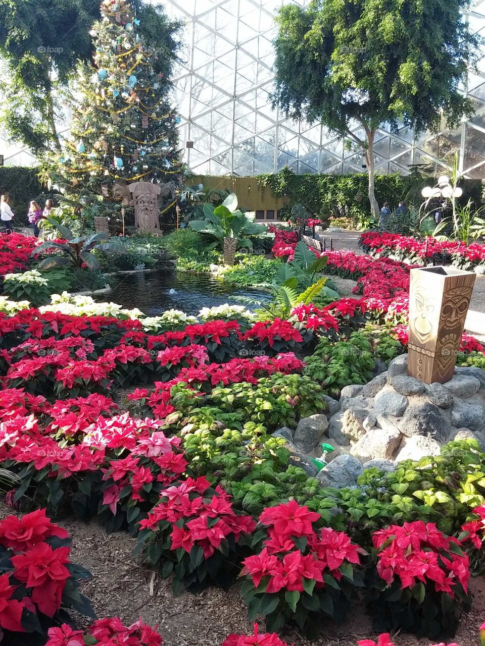 Winter scenery at domes botanical garden