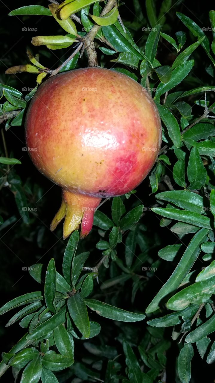 A beautiful ripe fruit of pomegranate