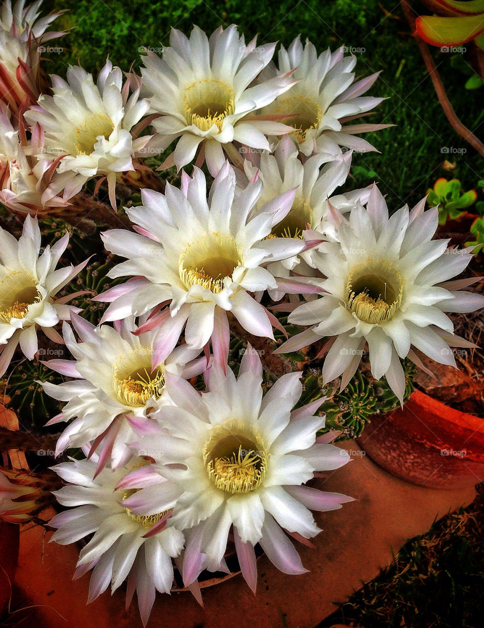 CACTUS BLOOMS