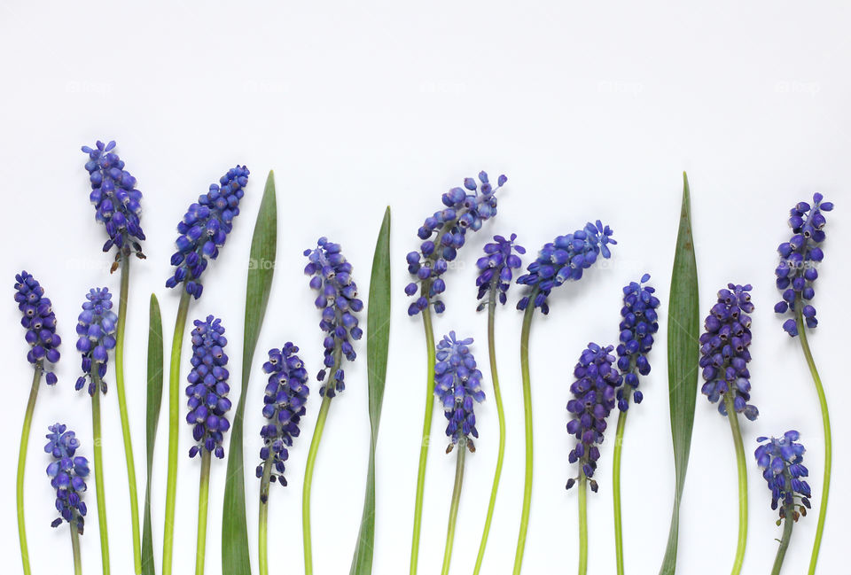 Blue spring flowers on white background