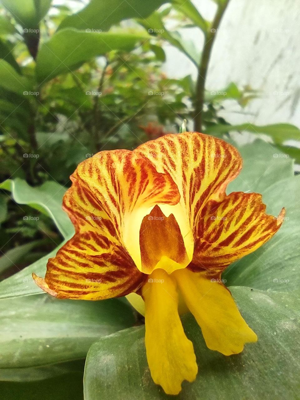 1st flower bloomed in this plant in 2022❤️❤️❤️