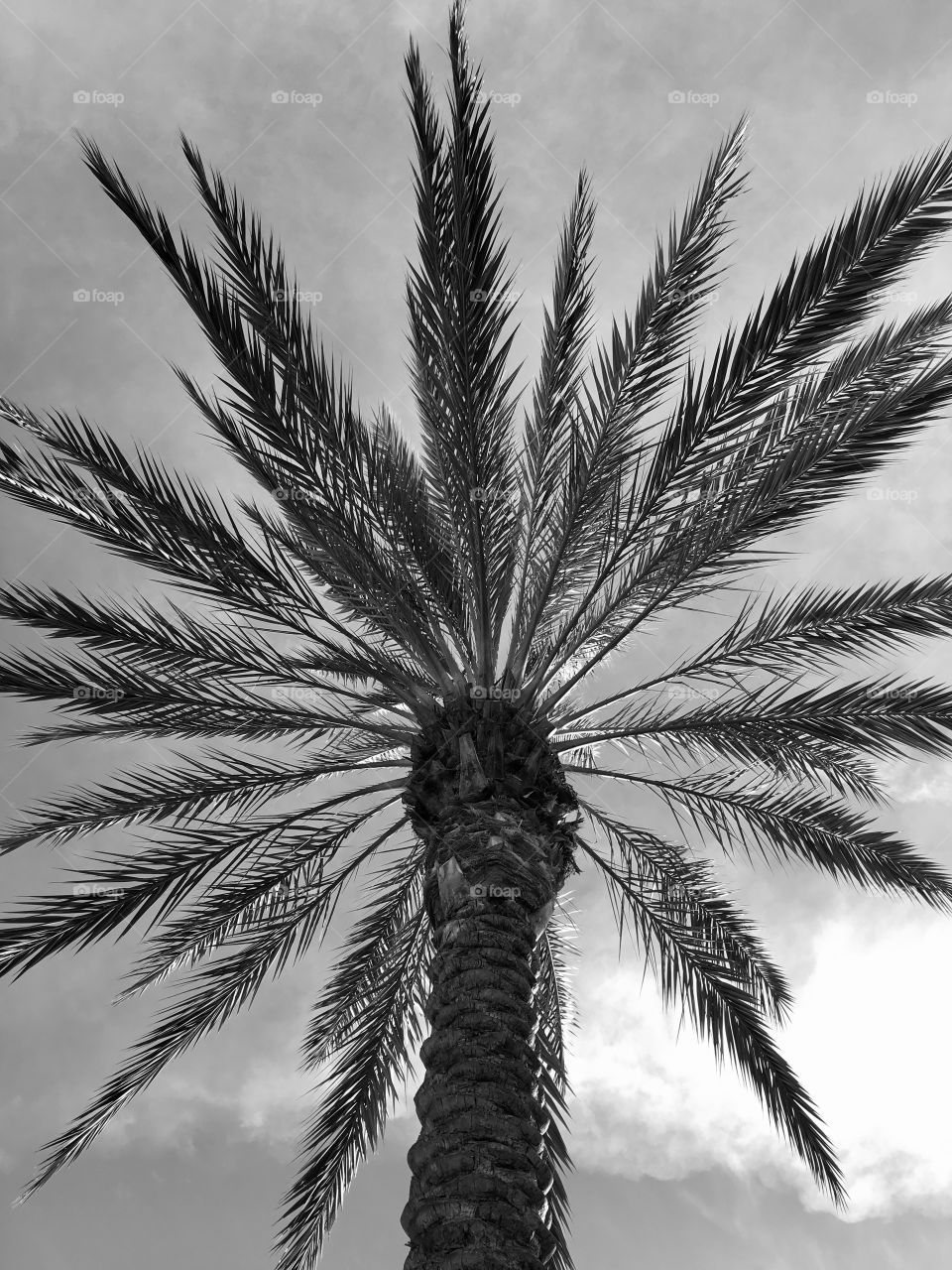 Palm tree