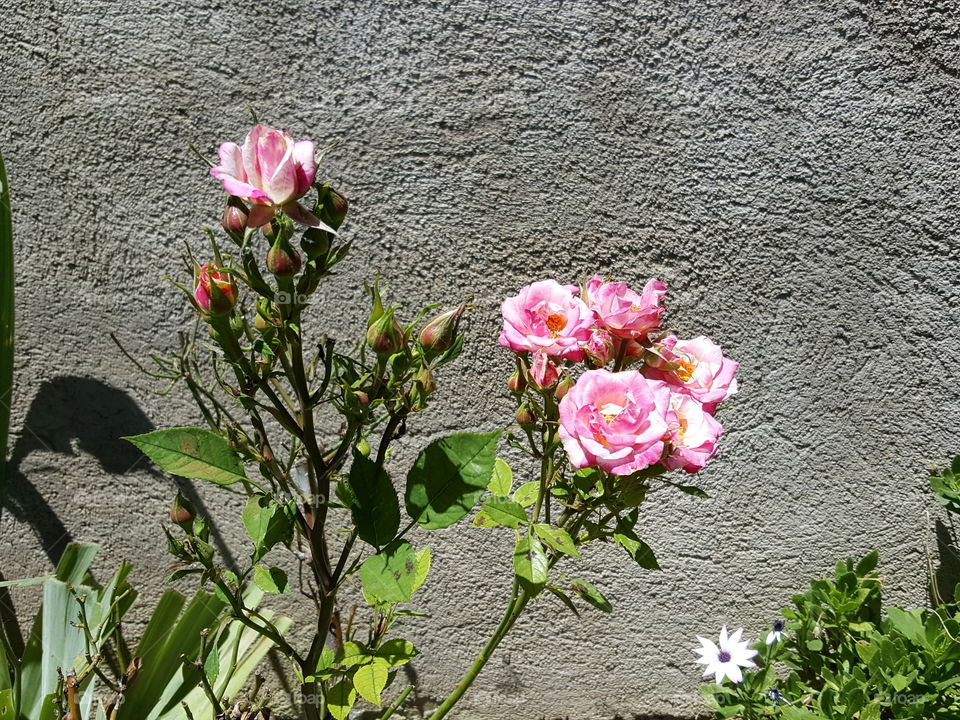 pink roses in my garden