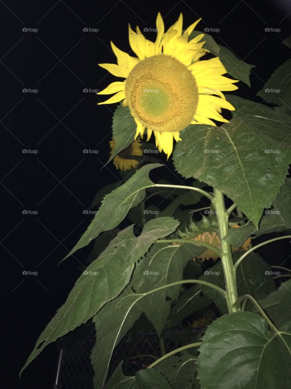 Sunflower in the night