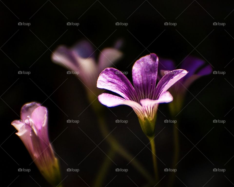 Lavender clover flowers 
