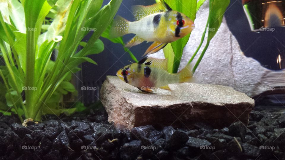 fish pair lay egg