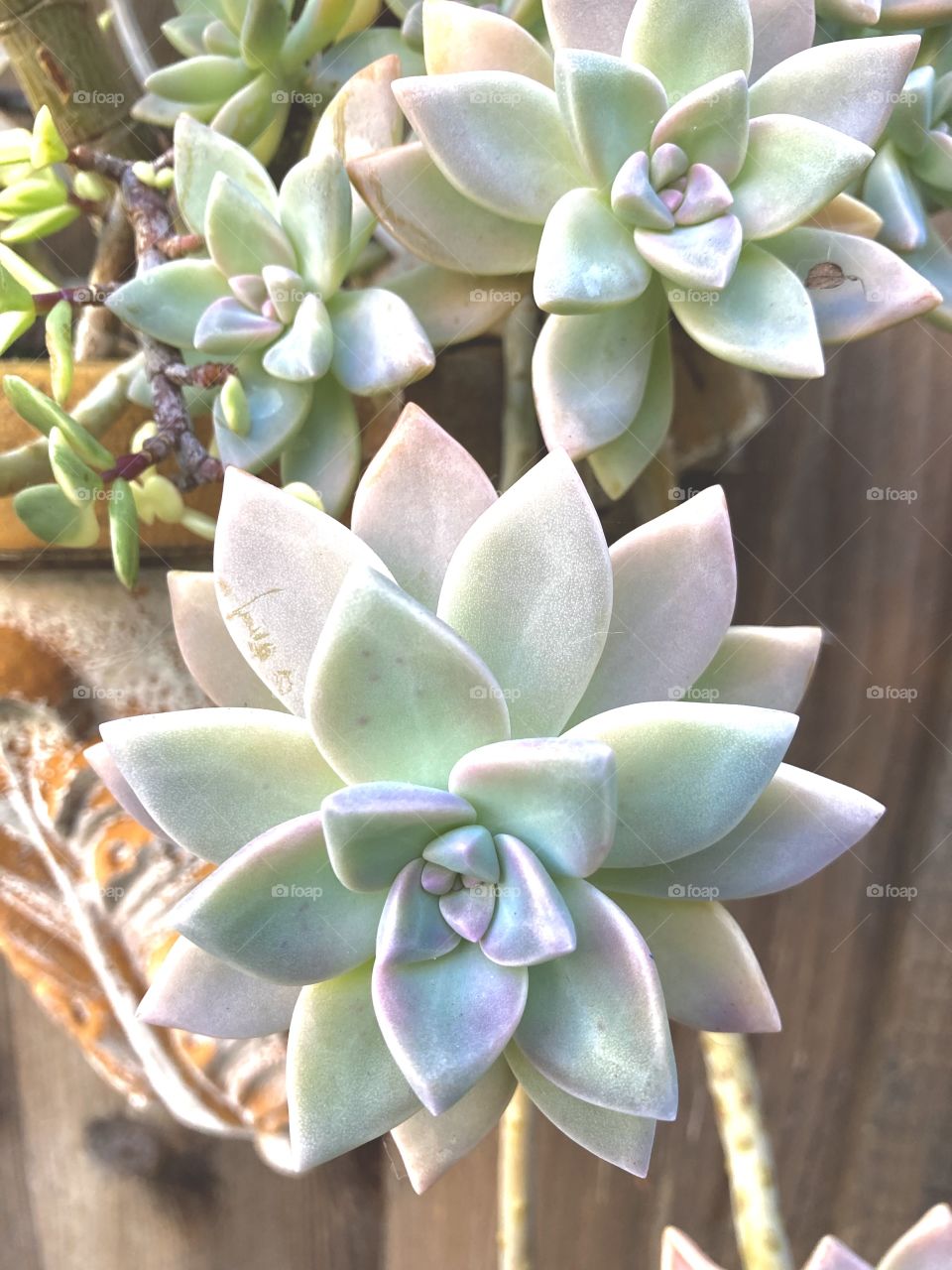Graptopetalum rosettes in hanging planter 