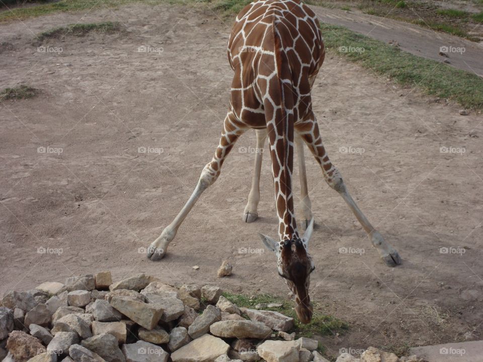 Giraffe! 