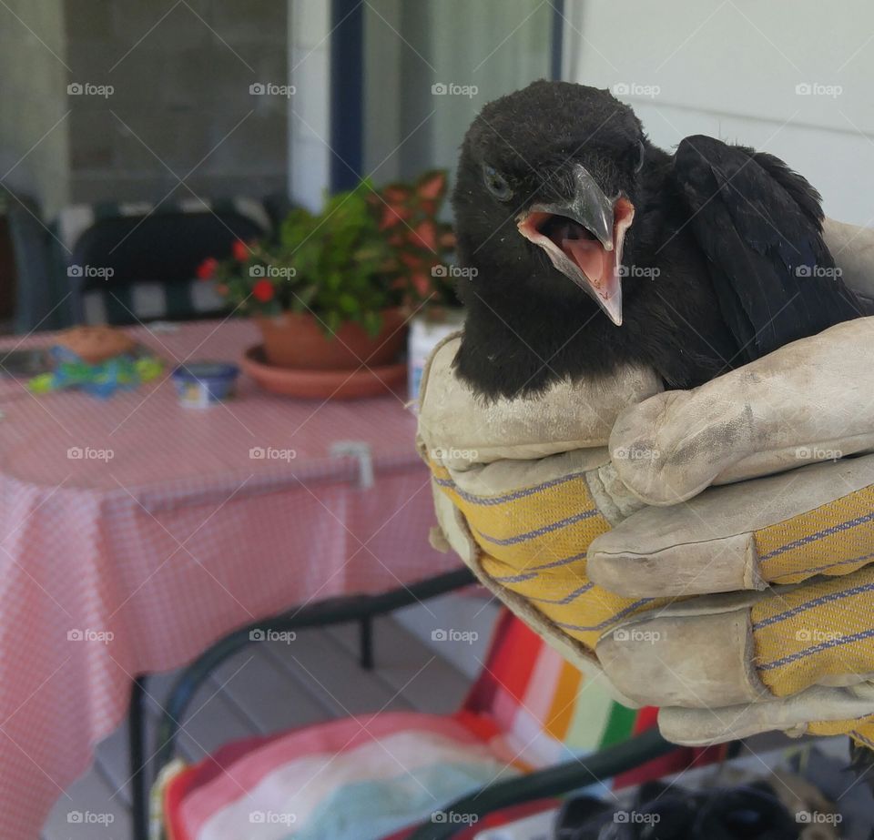 Baby crow rescue