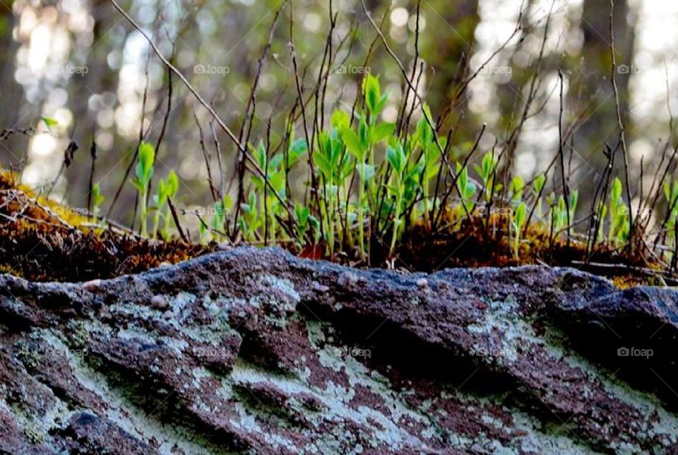 Gorgeous scenery of rocks on mountain with plantings.