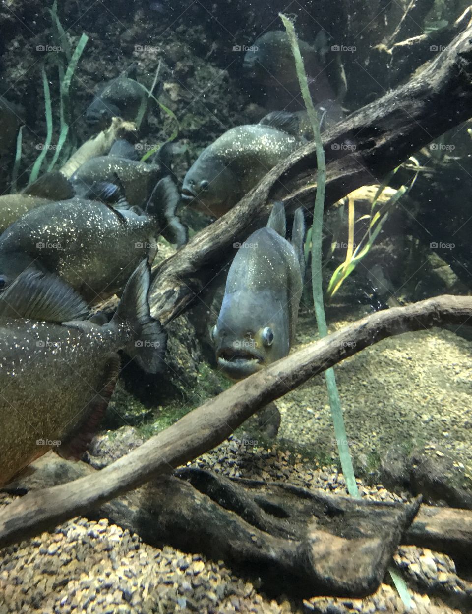 Piranhas