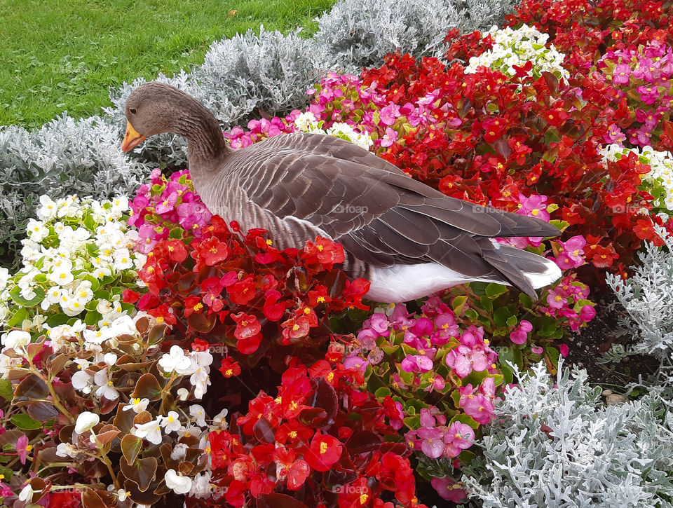 goose in flowers
