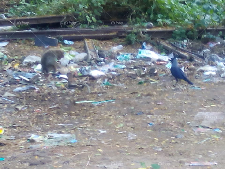 crow and monkey is sitting on the garbage