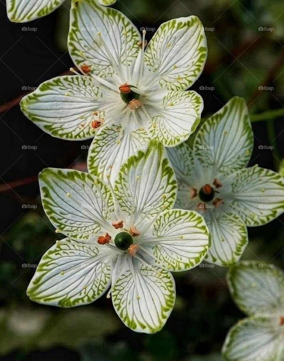 lovely flowers