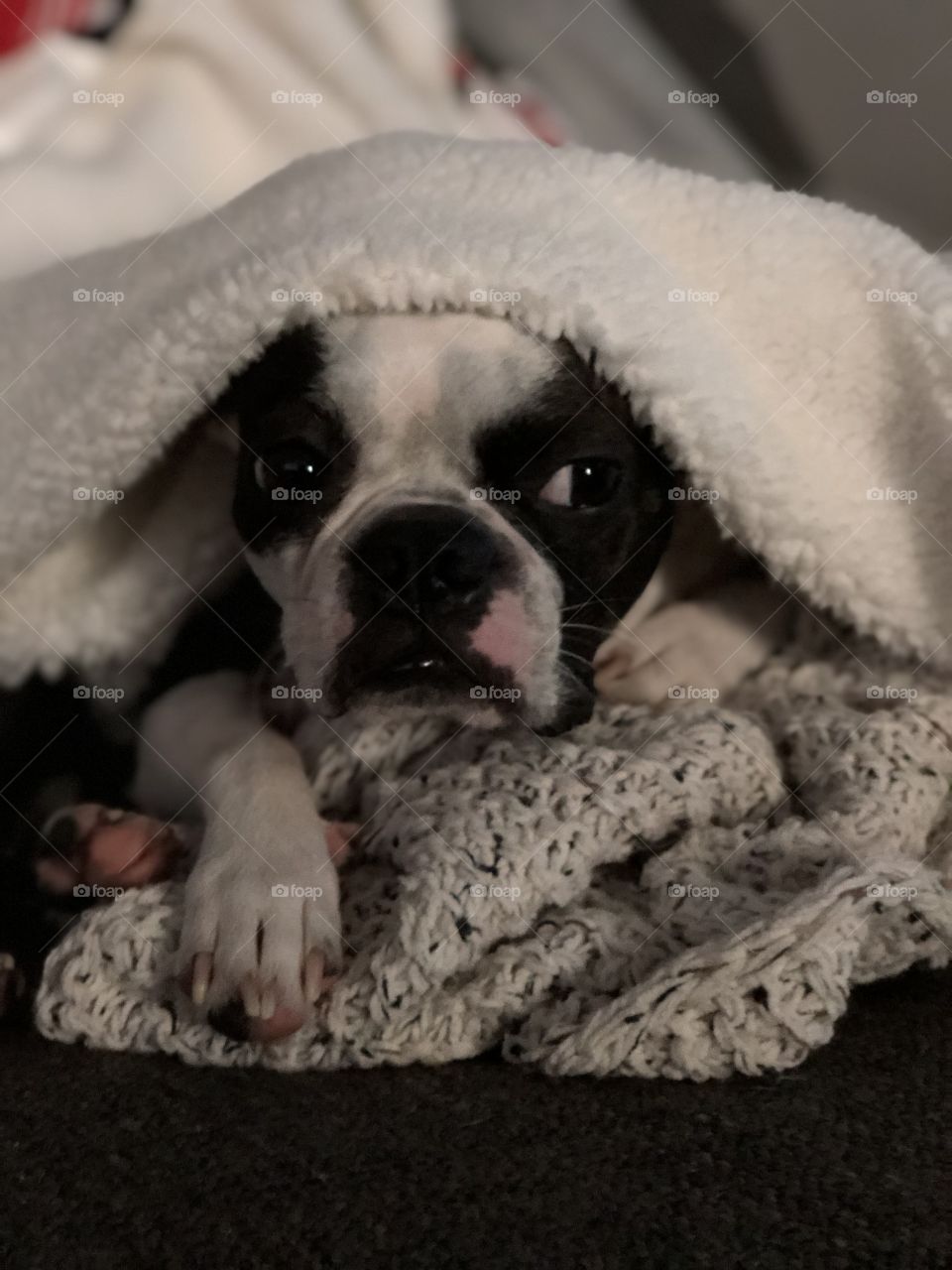 Baby Boston terrier under blankets portrait 