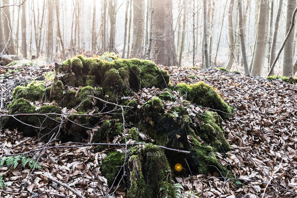 Spring light in the forest