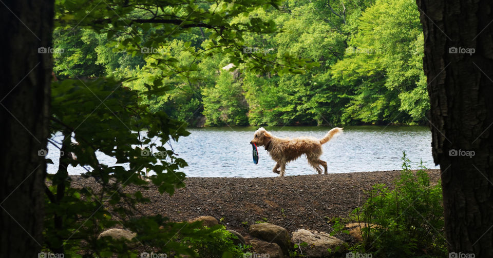 A puppy carries his toy back to his owner to throw again at a local reservation