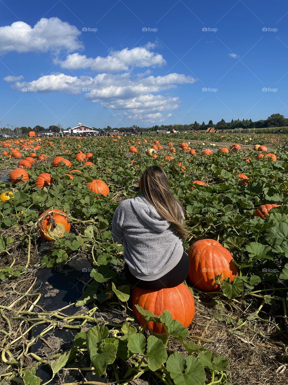 Pumpkin patch at Hank’s farm in eastern Long Island 